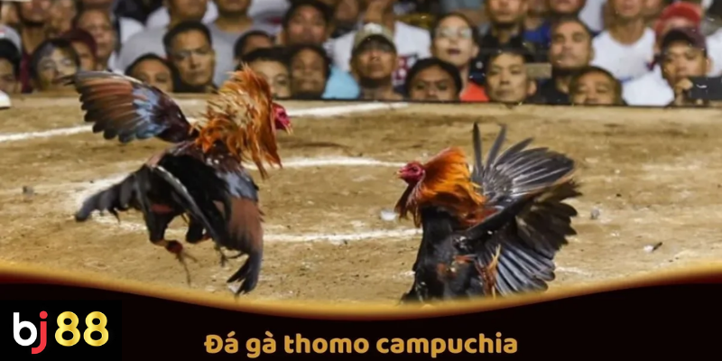 Đá Gà Thomo Campuchia Tại BJ88: Các Trận Đấu Hấp Dẫn 2 Đá Gà Thomo Campuchia Tại BJ88: Các Trận Đấu Hấp Dẫn