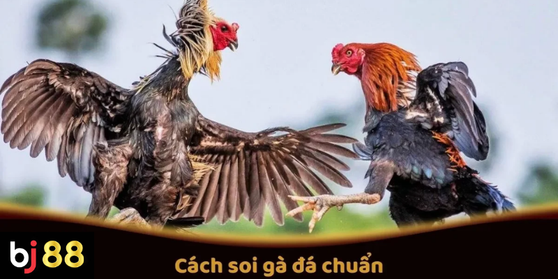 Cách Soi Gà Đá Chuẩn Tại BJ88 Trước Các Trận Đấu 2 Cách Soi Gà Đá Chuẩn Trước Các Trận Đấu Tại BJ88