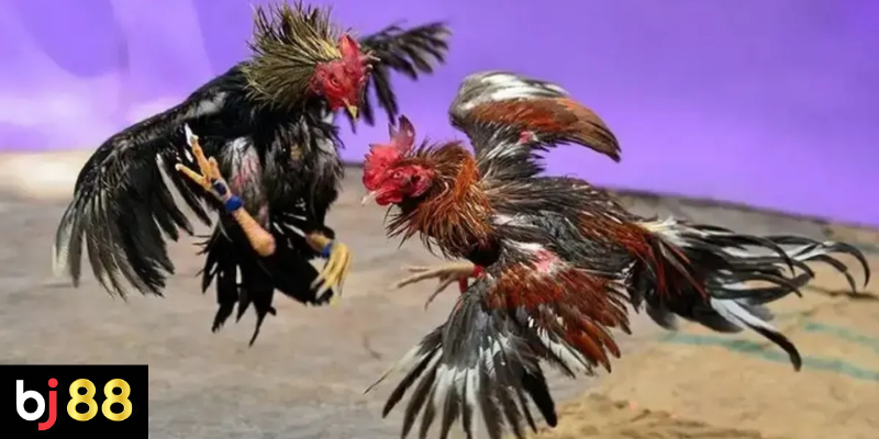 Cách Soi Gà Đá Chuẩn Tại BJ88 Trước Các Trận Đấu 3 Những Tiêu Chí Quan Trọng Để Soi Gà Đá Chính Xác Và Đặt Cược Hiệu Quả
