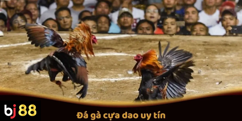 Đá Gà Cựa Dao Uy Tín Tại BJ88: Quy Tắc Và Các Giải Đấu 2 Đá Gà Cựa Dao Uy Tín Tại BJ88: Quy Tắc Và Các Giải Đấu Hấp Dẫn