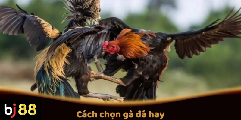 Cách Chọn Gà Đá Hay Tại BJ88 Để Cá Cược Thành Công 2 Cách Chọn Gà Đá Hay Để Cá Cược Thành Công Trên BJ88